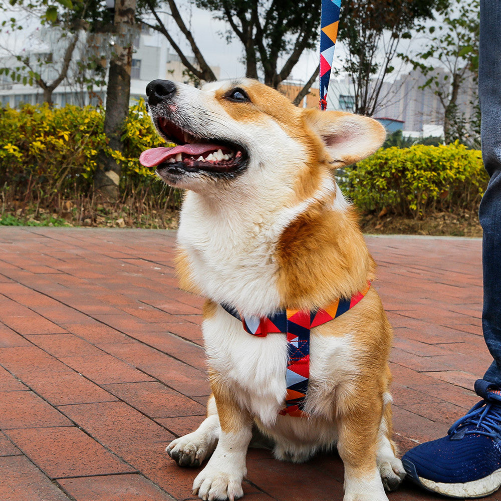 Pet leash collar